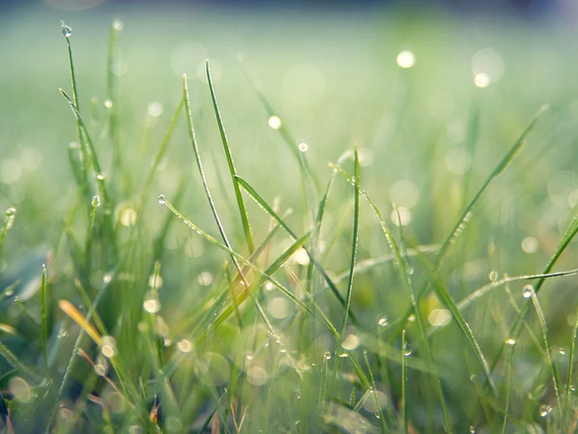 grass-7089807_960_720.webp