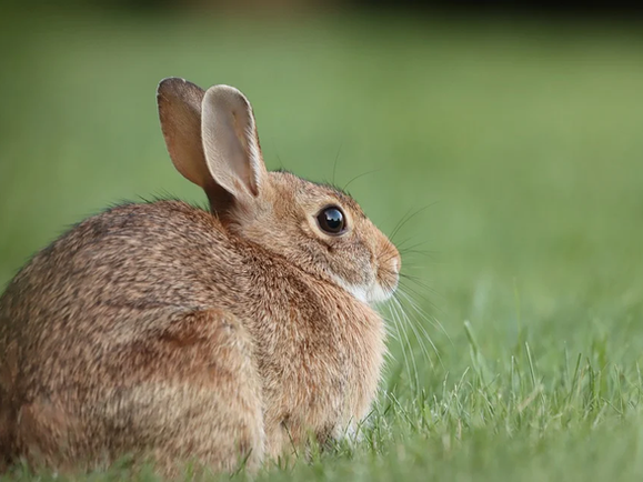 cottontail-rabbit-7116707_960_720.webp